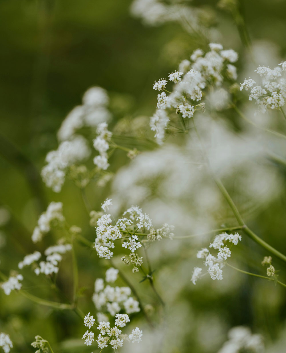 Wild Cow Parsley Growing